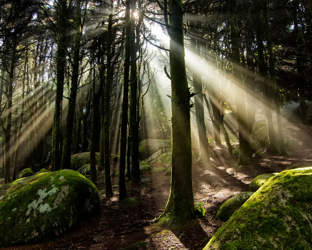 Sustainable forest